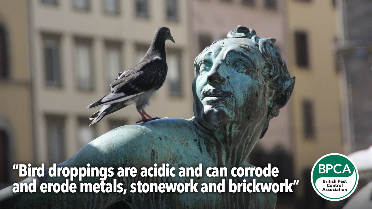 Bird droppings an erode brick and stone work Bird droppings an erode brick and stone work